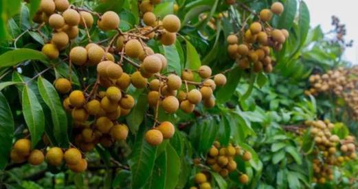 探秘桂圆的甜度之谜（从种植到采摘到品尝）