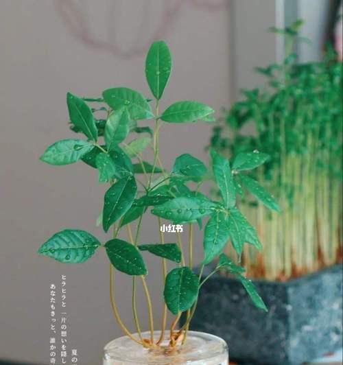 盆栽桂圆，鲜甜可口（让你在家里也能享受桂圆的美味）