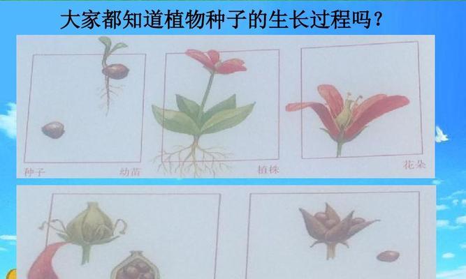 如何种植桂圆种子（从选种到收获）