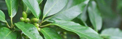 桂枝树与桂花树的区别（认识中国传统文化中的植物之美）