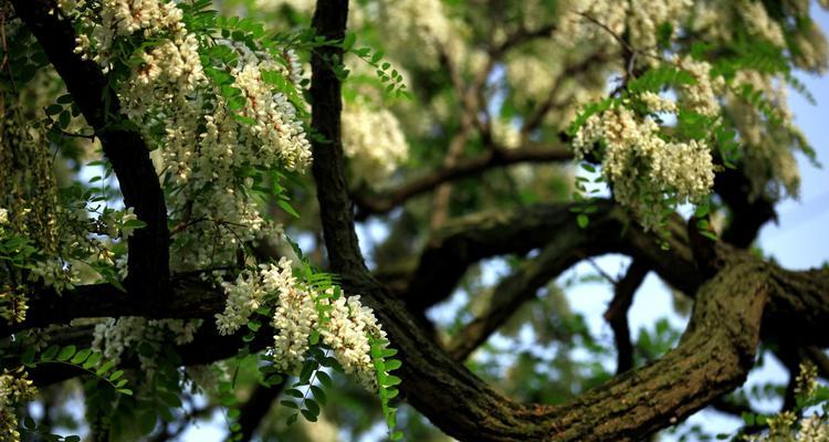 国槐花开的奥秘（探究国槐一年开几次花）