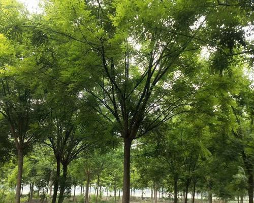 国槐种植间距详解（如何确定合理的间距）