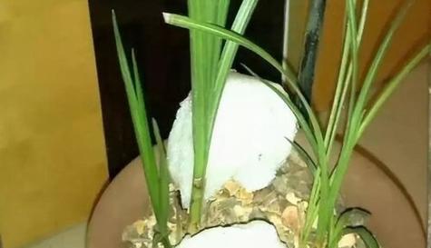 过期豆浆（用豆浆浇花的效果如何）