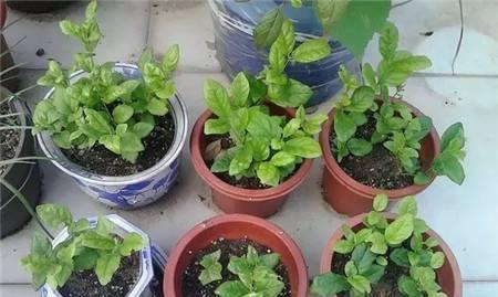 过期钙片可以浇花吗（探究过期钙片对植物的影响及正确的处理方法）
