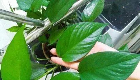 过期牛奶的妙用——给绿萝浇水（15个关于使用过期牛奶浇绿萝的小技巧）