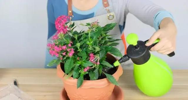 过期啤酒能否用来浇花（啤酒对植物的影响及合理使用方法）