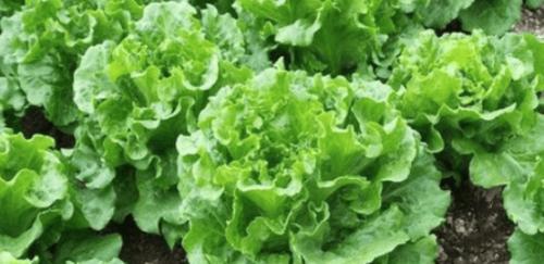 春节过后的菜园子——适合种植的蔬菜推荐（过完年）