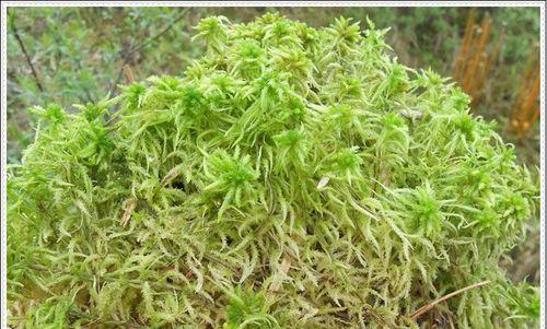 海草的生长环境及分布（探究海草生长的特点和影响因素）