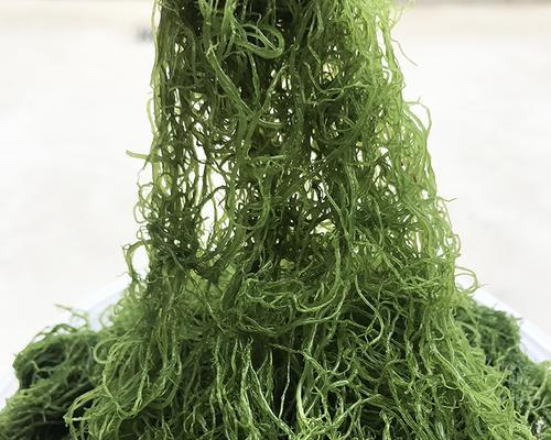 海草的种类和生态功能（探索海洋之底的多样植物）