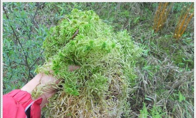 如何科学养护海草（掌握关键技巧）