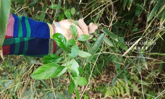 海带不是落叶植物（认识海带）