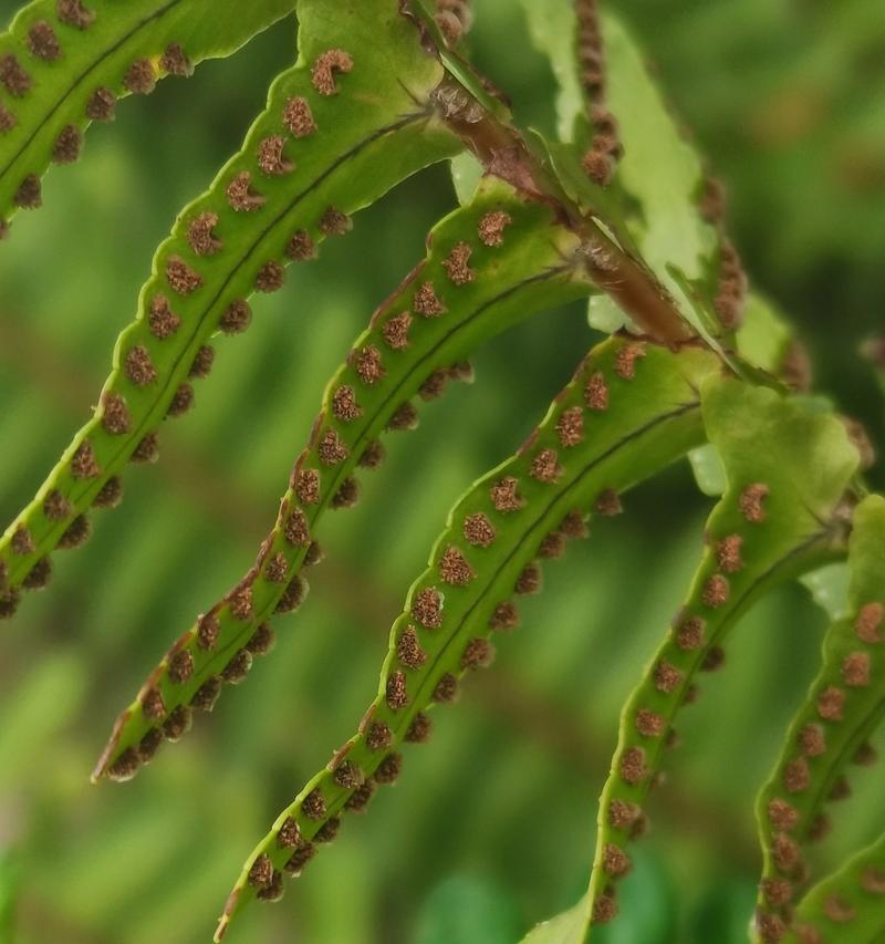 揭开谜团！海带究竟是种子植物吗（探究海带的植物分类）