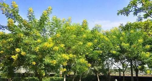 海口市树（探究海口市的城市绿化）