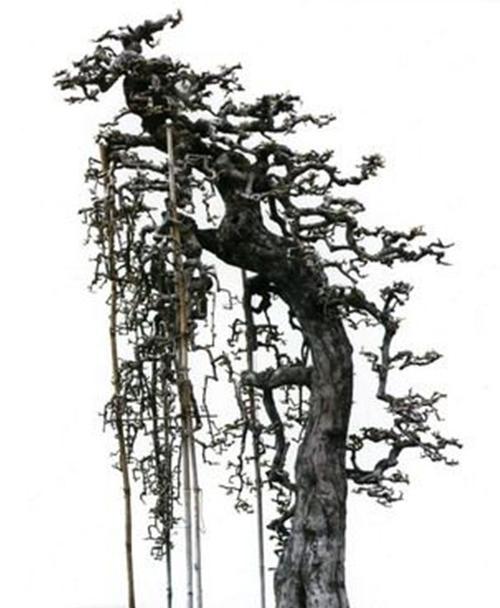 海南博兰下山桩的养护方法（打造生态园林）