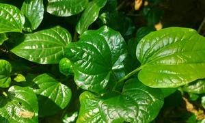 海南菜地，适合种什么菜（探究海南种植菜地的特点及适宜作物）