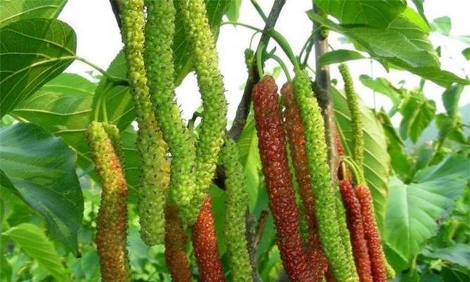 海桑果实的食用方法（如何品尝营养丰富的海桑果）