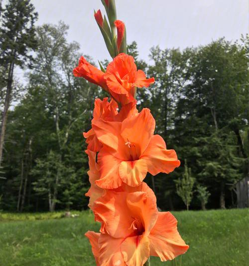 剑兰花的花语与意义（揭示剑兰花背后的15个含义）