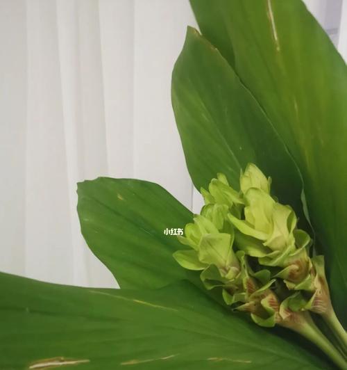 姜荷花语（赋予生命以力量）