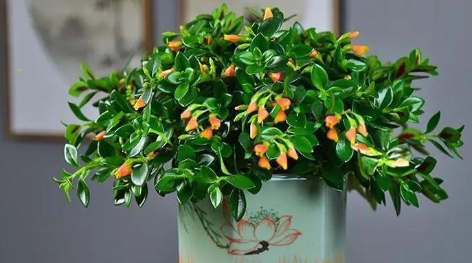金鱼吊兰的花语与含义（探寻金鱼吊兰的内涵和象征意义）