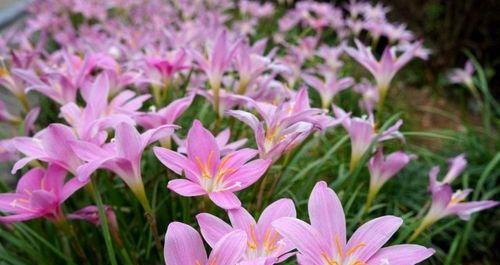韭兰花的花语与含义（古老而神秘的花语之谜）