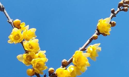 腊梅花语的含义及传承（探索腊梅花的花语）