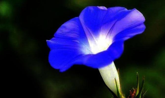 蓝色牵牛花的花语（探寻蓝色牵牛花的象征意义）