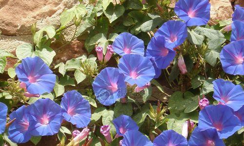 蓝色牵牛花（盛夏之约）