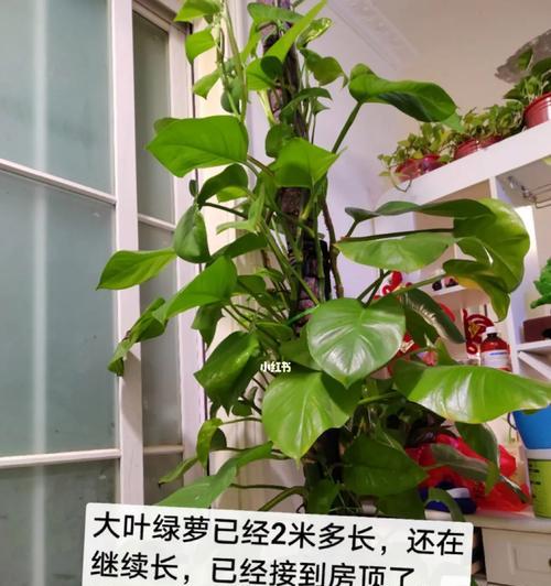 绿萝柱（绿萝柱）