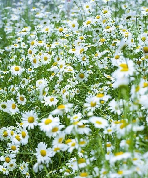 绿色雏菊的花语——生机与希望（传递自然之美）