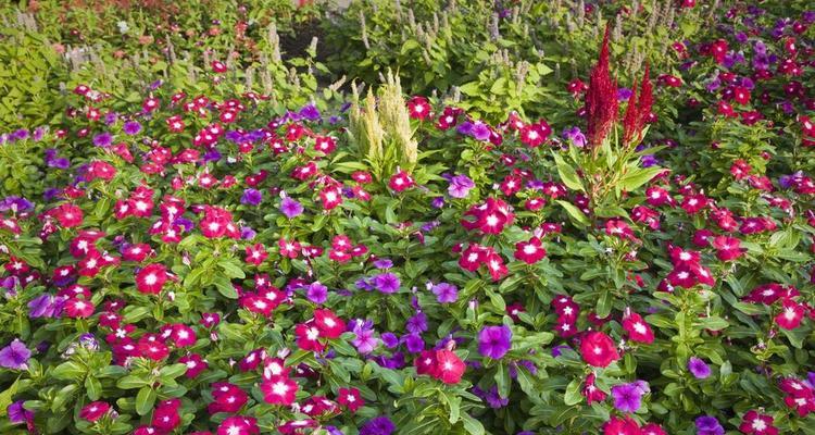 以蔓长春花之花语（一朵花的诗意与浪漫）