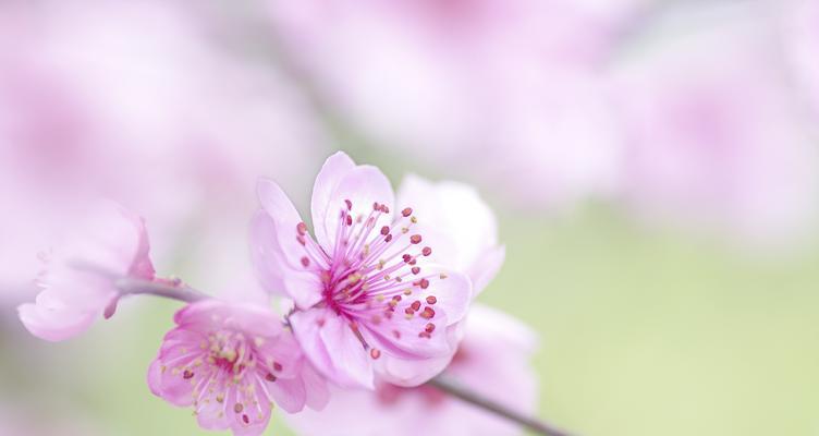 梅花的先花后叶，寓意勇往直前（秉持梅花精神）