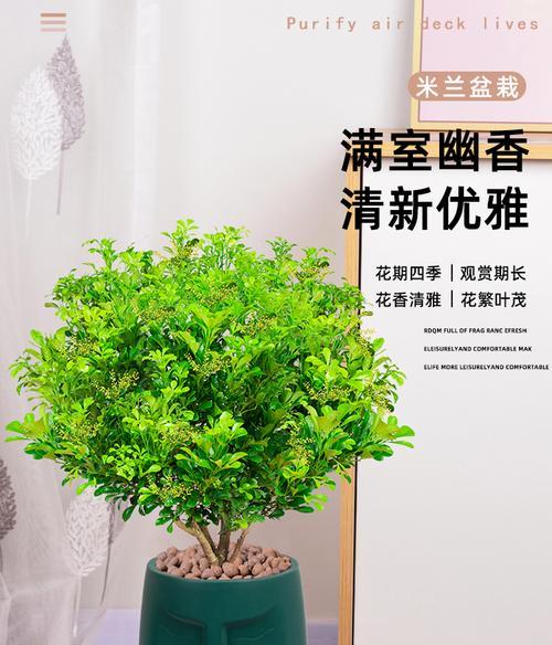米兰花的花语与含义解析（探索米兰花的神秘花语）