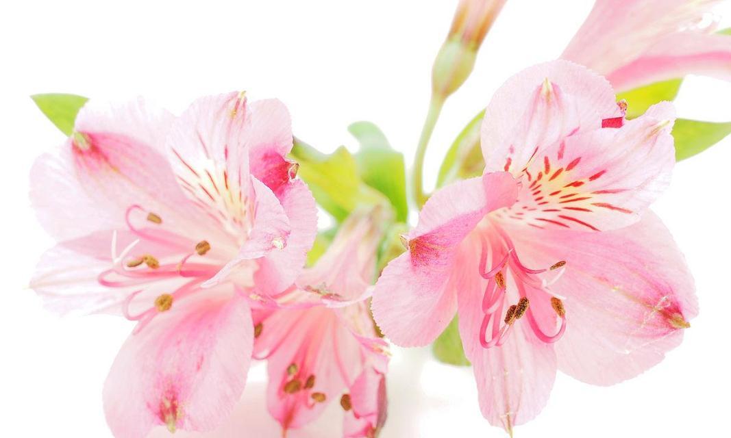 秘鲁百合花语（秘鲁百合花语的深刻寓意与传统意义）