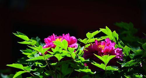 岩牡丹（岩牡丹花语解析与传说故事）