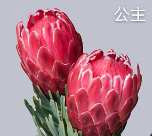 木百合的花语与其深层寓意（揭秘木百合的花语）