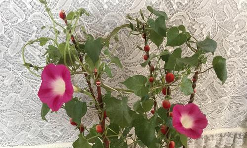 牵牛花的寓意与美丽（探索牵牛花的含义与魅力）