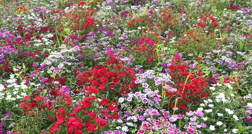 日本石竹花语（探索石竹花的花语与意义）