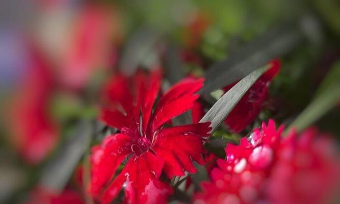 深红色石竹花（花开如火）
