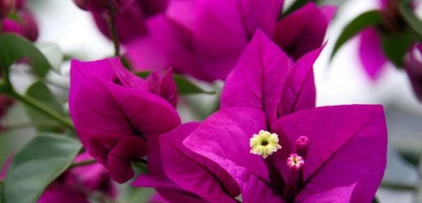 花开花落，花的世界永远在心中（以省花名称及花语为主题）