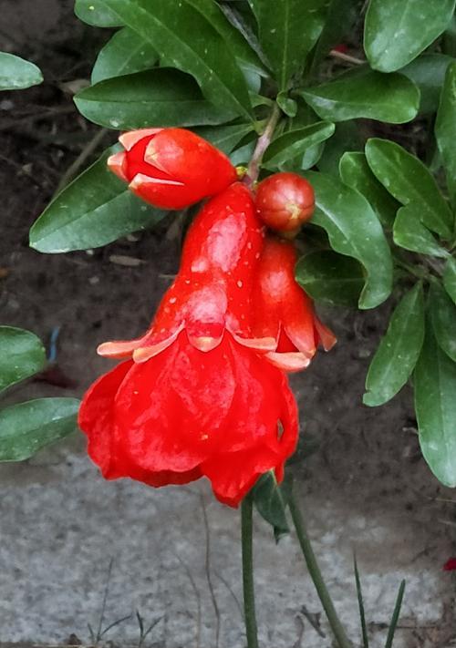 石榴花开，传说故事长存（探寻石榴花的花语与神话传说）