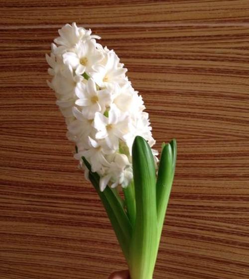 水培风信子花语的奥秘（探寻风信子花语的深层含义）
