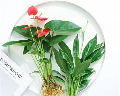 以水培红掌花语为主题的探索与感悟（红掌花的水培之路与花语解读）