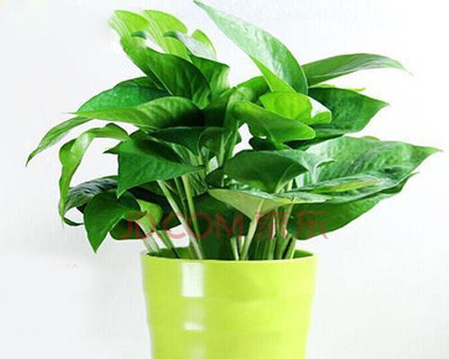 绿萝的花语（把握人生）