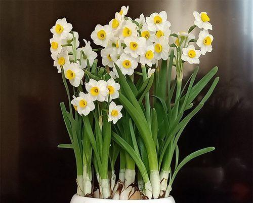 揭秘水仙的花期之谜（探索水仙花盛放的秘密）