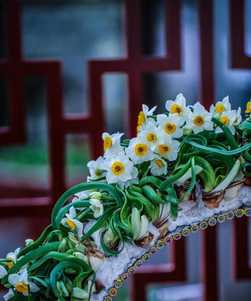 水仙梅花的寓意与象征意义（生命的坚韧与美丽——水仙梅花）