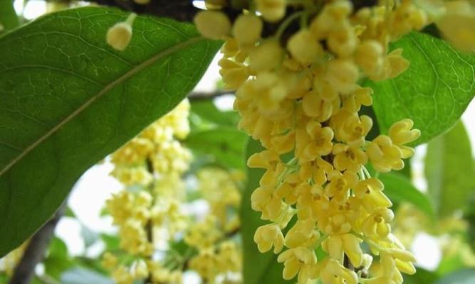 四季桂花（四季桂花的花语与美丽传说）