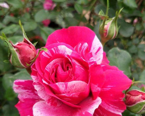 以藤本月季为主题的花语（藤本月季的花语与意义）