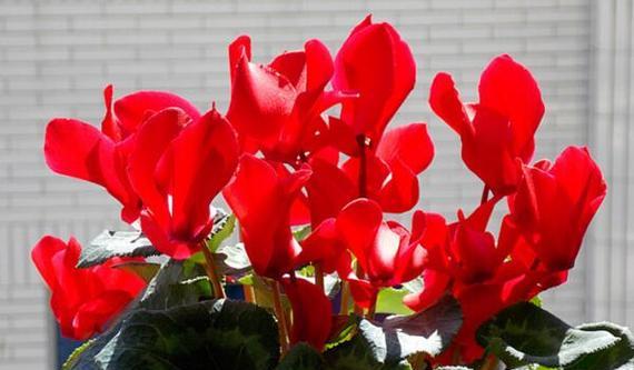 仙客来花的花语与寓意（探寻仙客来花的神秘花语）