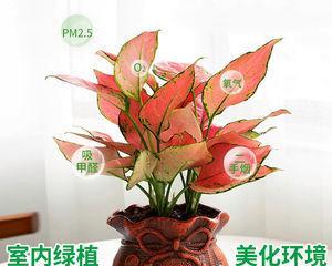 打造吉祥如意花的技巧（如何养护好看）