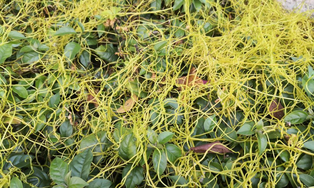 寄生植物（探索寄生植物的独特魅力与生态价值）